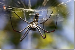 Giant_Spider